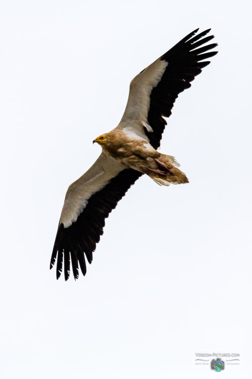 photo vautour percnoptere verdon